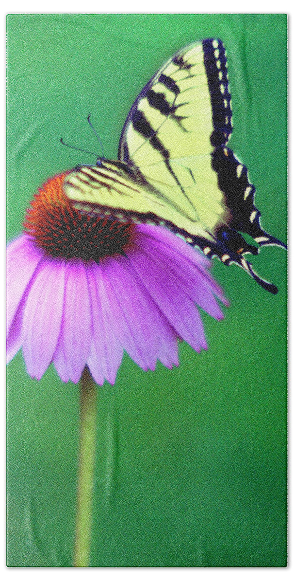 Butterfly Beach Towel featuring the photograph Everlasting by Carole Gordon