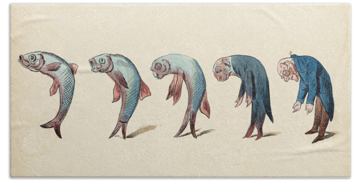 Evolution Of Fish Into Old Man, C. 1870 Beach Sheet