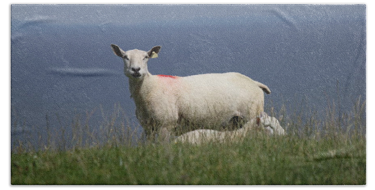 Ewe Beach Sheet featuring the photograph Ewe Guarding Lamb by John Moyer