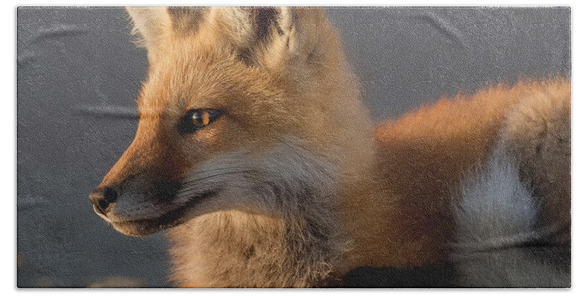 Red Fox Beach Towel featuring the photograph Eye of the Fox by Bill Wakeley
