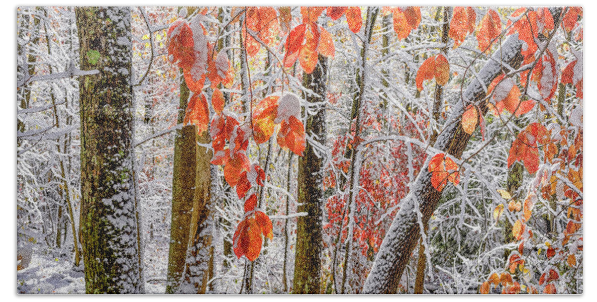 Autumn Beach Towel featuring the photograph Fall Color Autumn Snow by Thomas R Fletcher