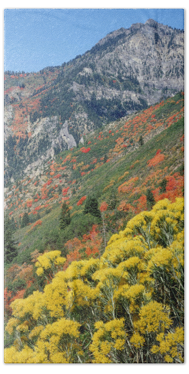 Fall Colors Beach Towel featuring the photograph 212M42-Fall Colors near Mt. Timpanogos by Ed Cooper Photography