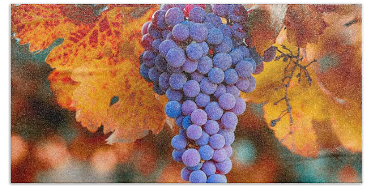 Fall Grapes From The Yakima Valley Beach Towel featuring the photograph Fall grapes from the Yakima Valley, by Lynn Hopwood