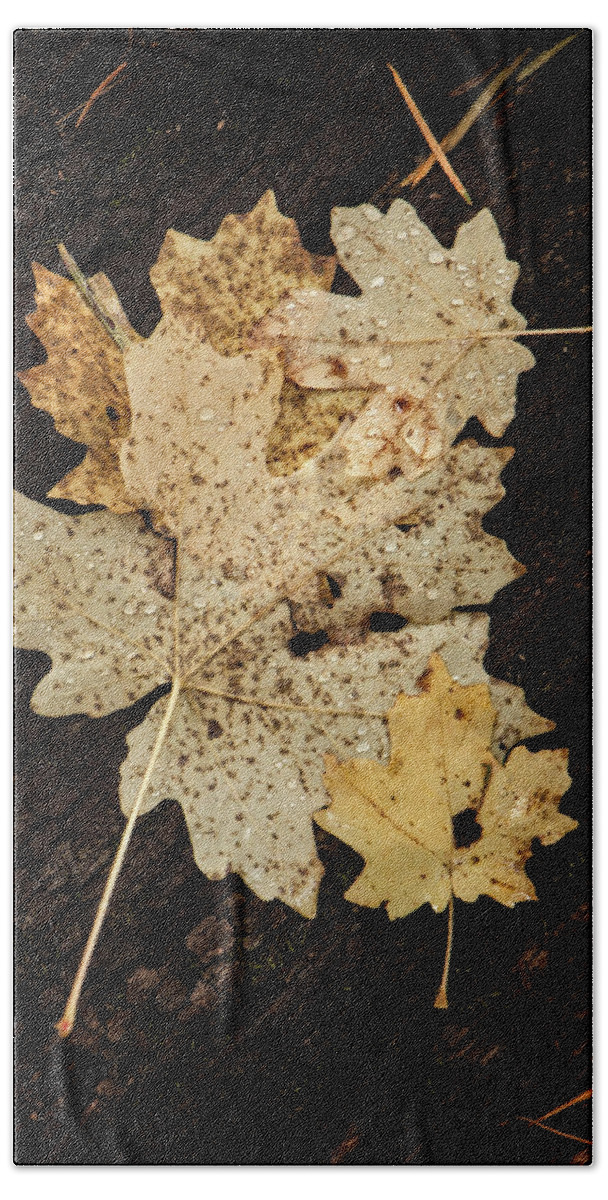 Arizona Beach Sheet featuring the photograph Fall Leaves After the Rain by Teresa Wilson