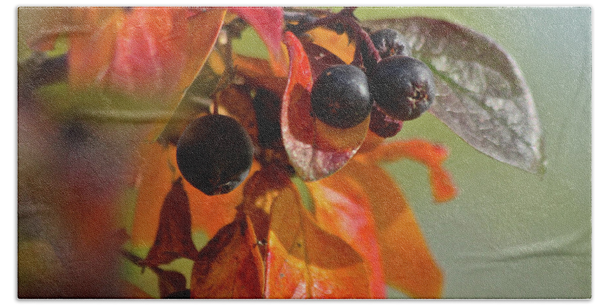 Fall Beach Towel featuring the photograph Fall Leaves and Berries by Ann E Robson