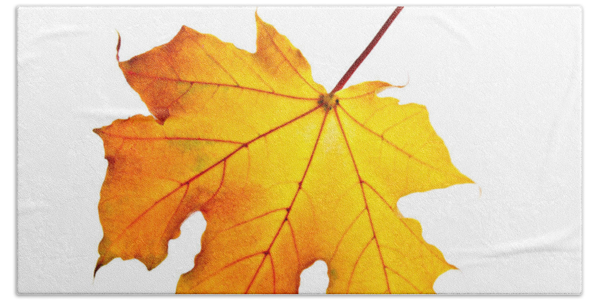 Leaf Beach Sheet featuring the photograph Fall maple leaf by Elena Elisseeva