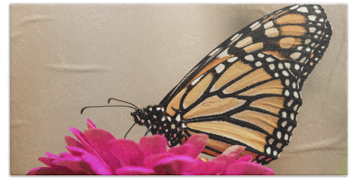 Monarch Butterfly Beach Towel featuring the photograph Fall Monarch 2016-4 by Thomas Young