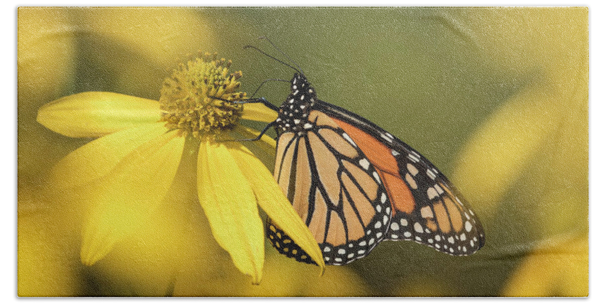Monarch Butterfly Beach Sheet featuring the photograph Fall Monarch 2016-5 by Thomas Young