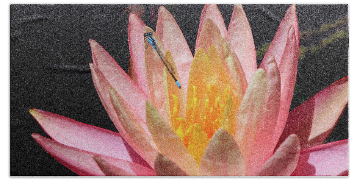 Damselfly. Insect Beach Towel featuring the photograph Familiar Bluet Damselfly And Lotus 2 by Paula Guttilla
