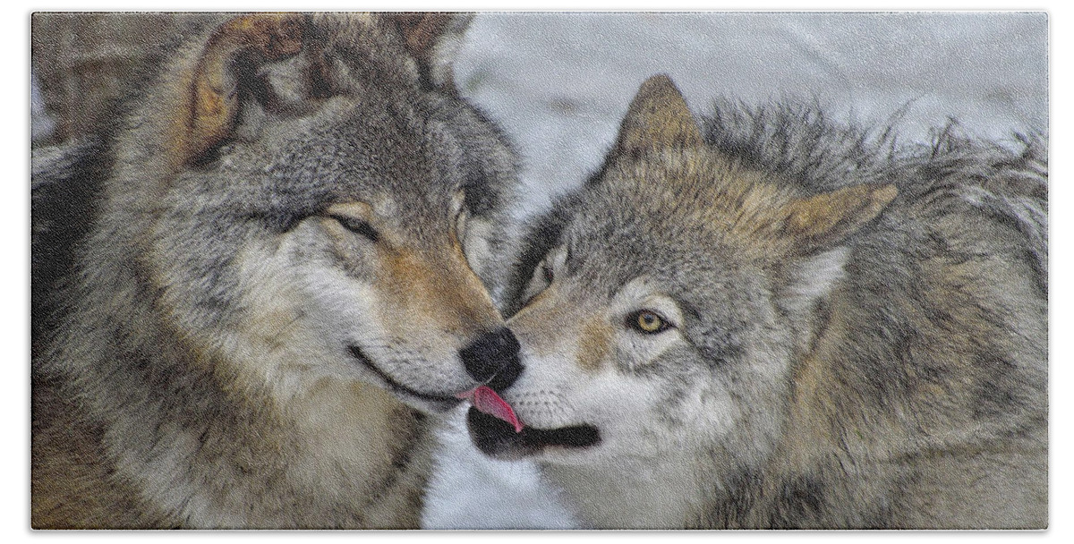 Timber Wolf Beach Towel featuring the photograph Familiar by Tony Beck