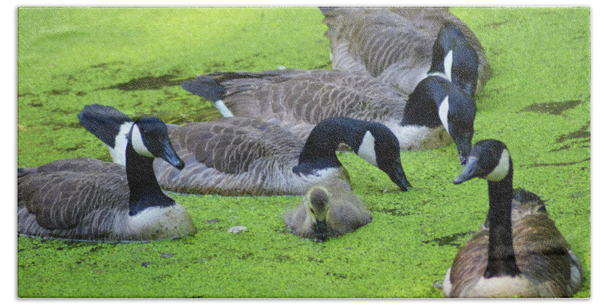 Canada Geese Beach Sheet featuring the photograph Family Affair by Kathy Kelly