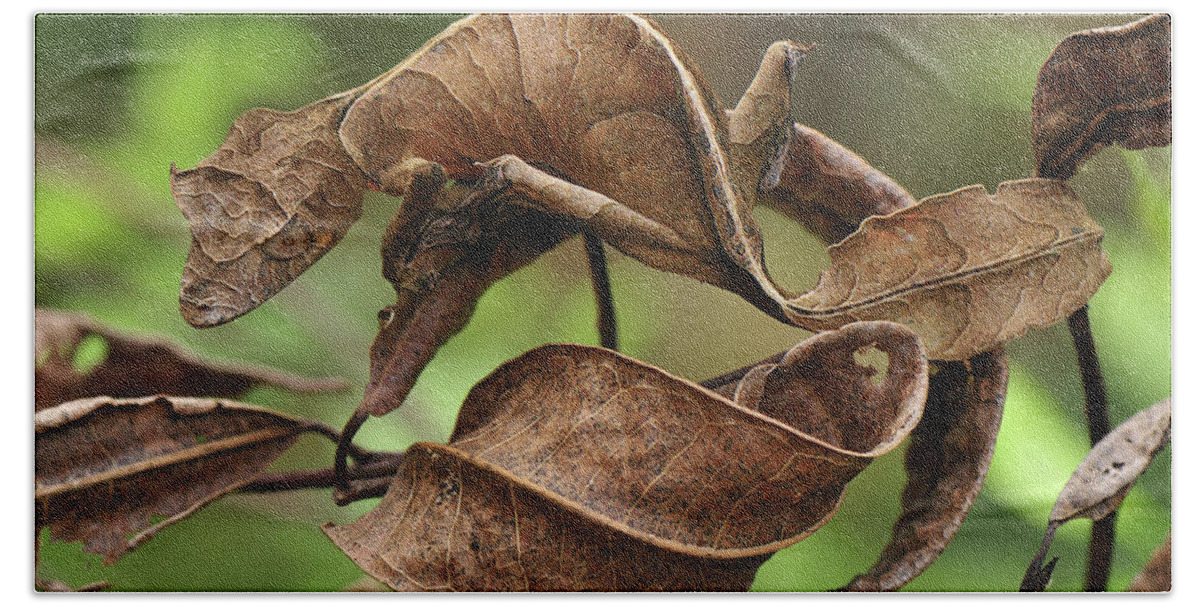 Mp Beach Towel featuring the photograph Fantastic Leaf-tail Gecko Uroplatus by Thomas Marent