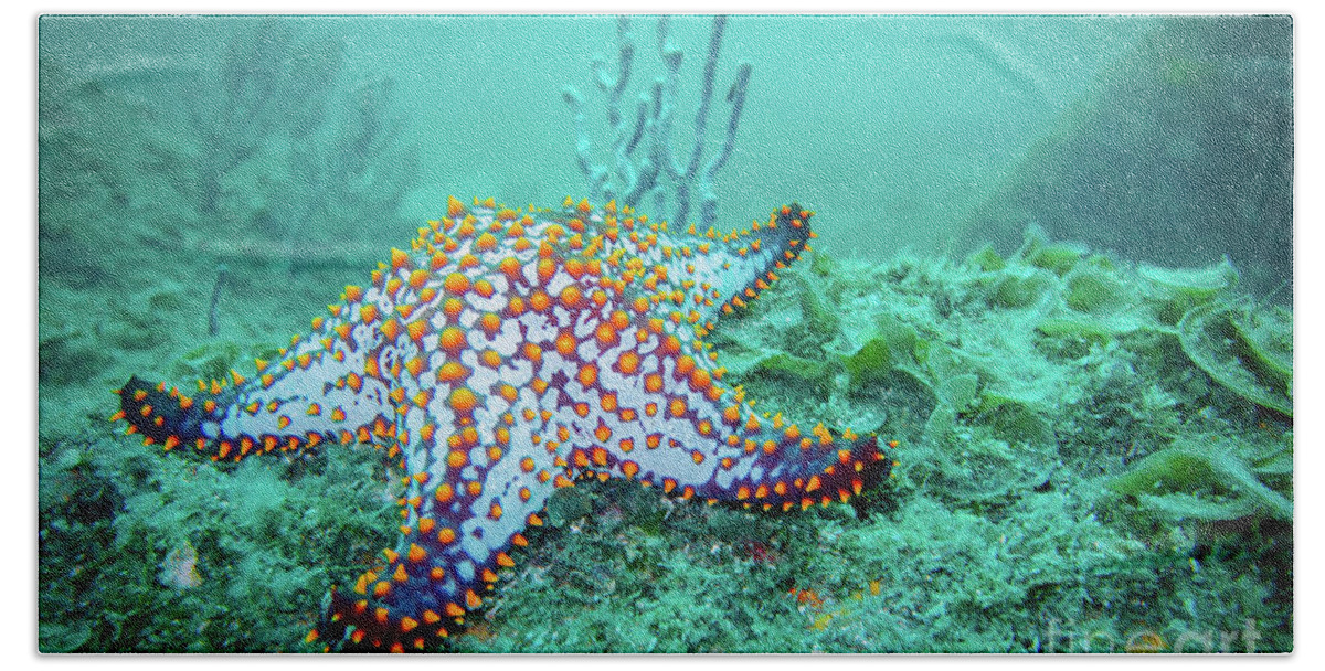 Coral Reef Beach Towel featuring the photograph Fat Sea Star by Becqi Sherman