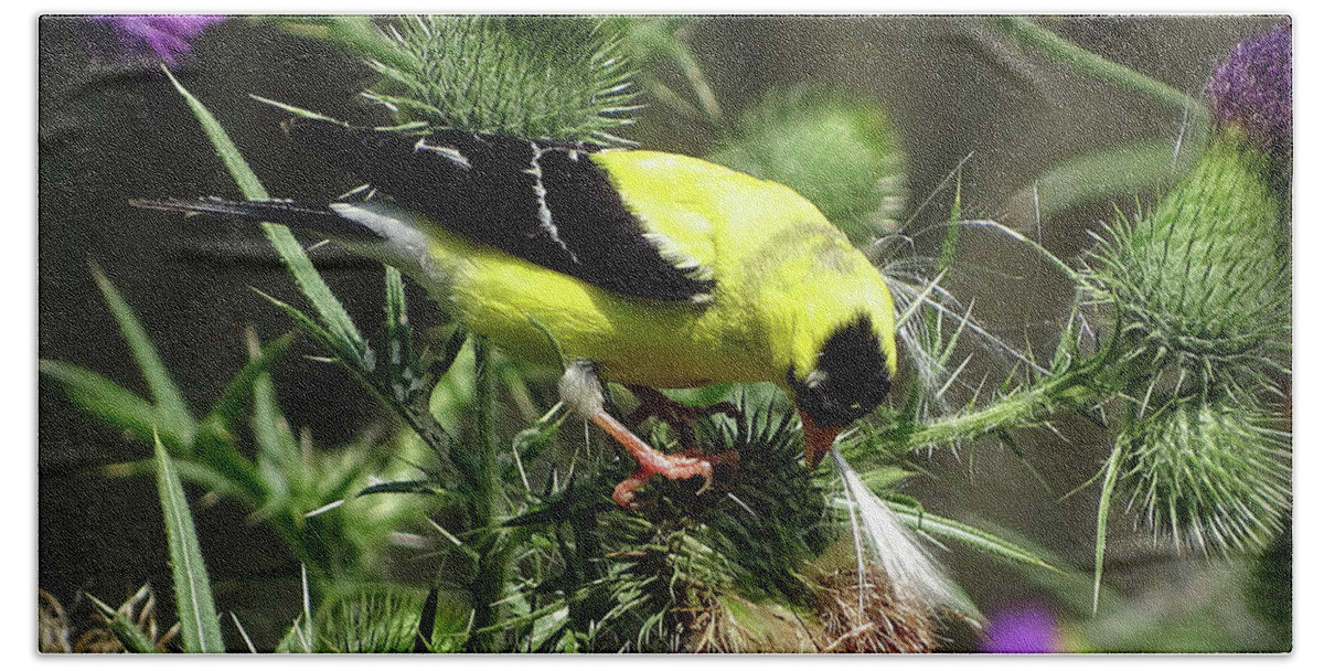 American Goldfinch Beach Towel featuring the photograph Favorite food of Goldfinch by Lilia S