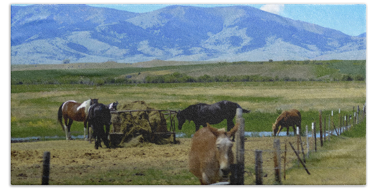 Horses Beach Towel featuring the photograph Feeding Time by Michelle Hoffmann