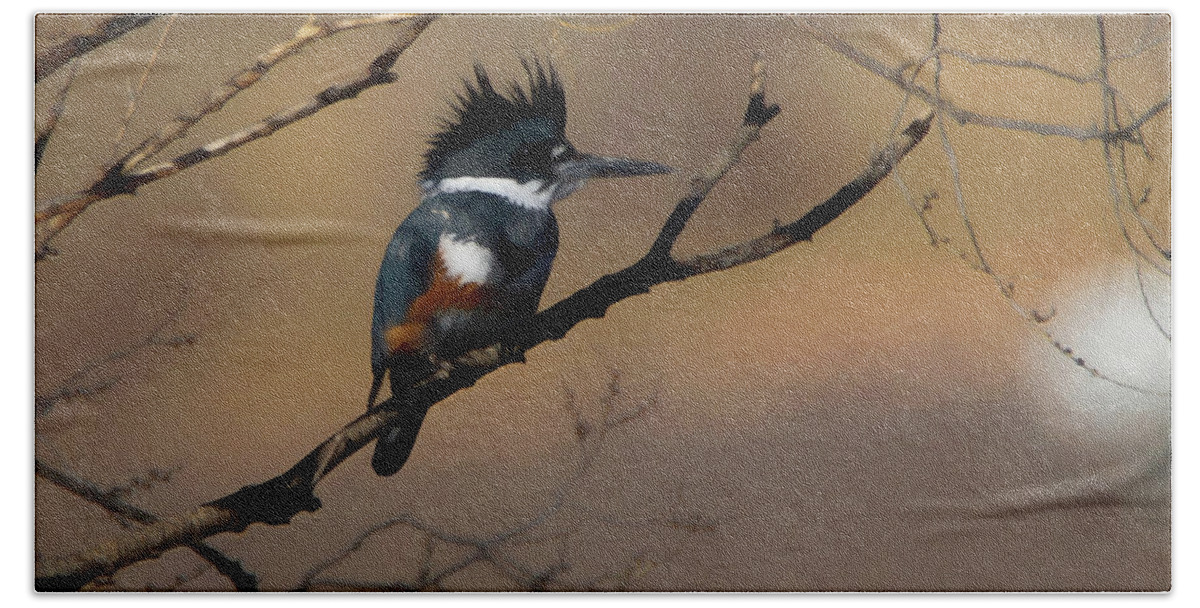 Belted Kingfisher Beach Towel featuring the digital art Female Belted Kingfisher by Ernest Echols
