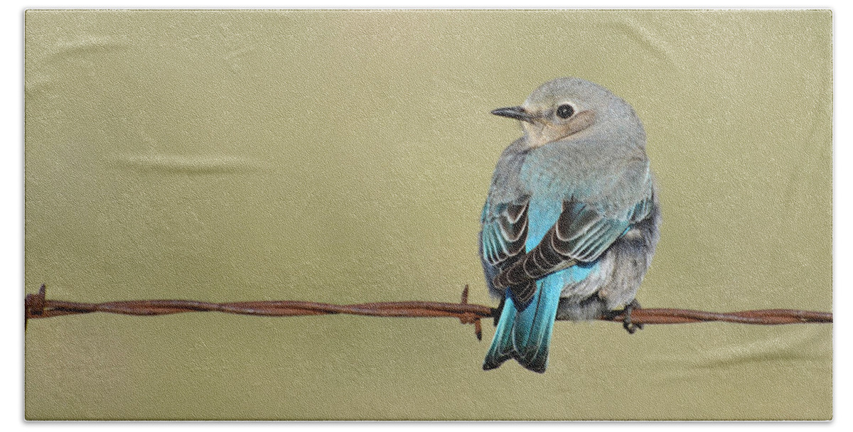 Bluebird Beach Towel featuring the photograph Female Bluebird by Whispering Peaks Photography