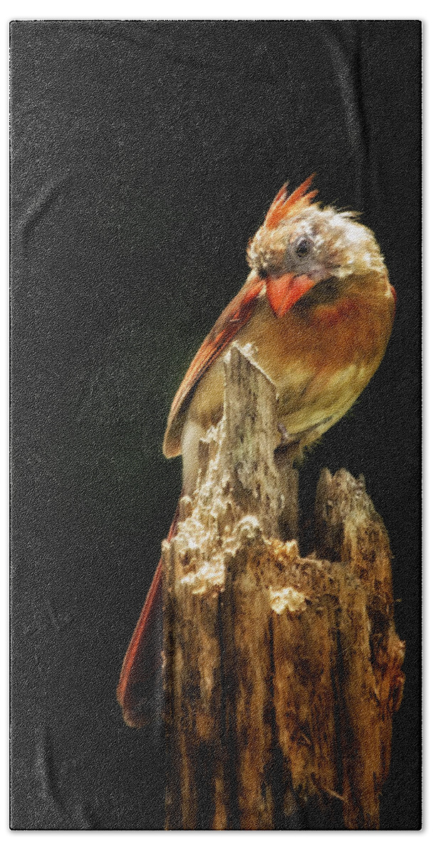 Birding Beach Towel featuring the photograph Female Cardinal From The Shadows by Bill and Linda Tiepelman