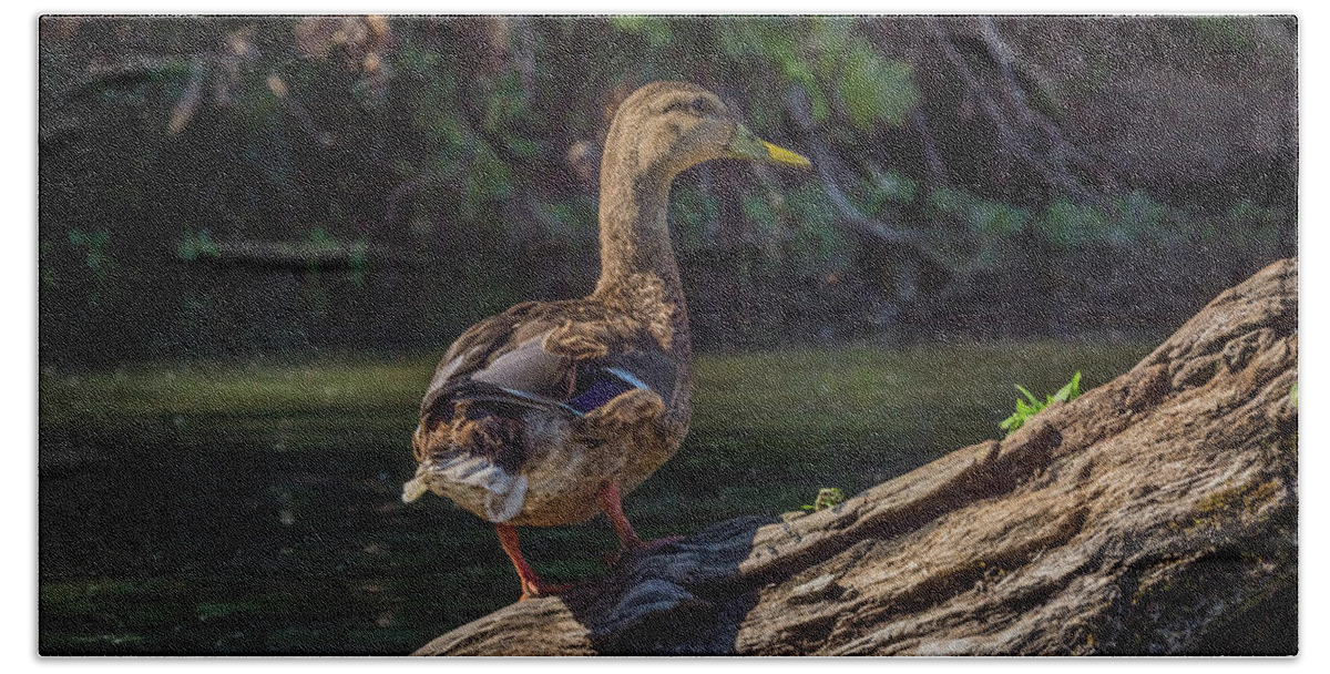 Animal Beach Towel featuring the photograph Female Mallard Duck II by Pamela Williams
