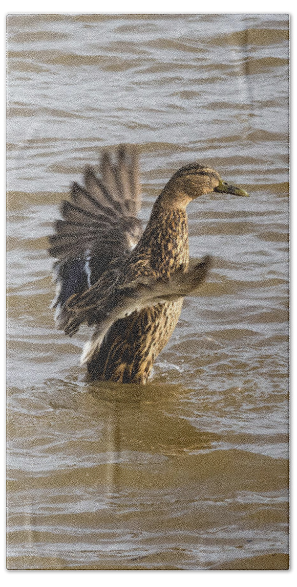 Jan Holden Beach Towel featuring the photograph Female Mallard by Holden The Moment
