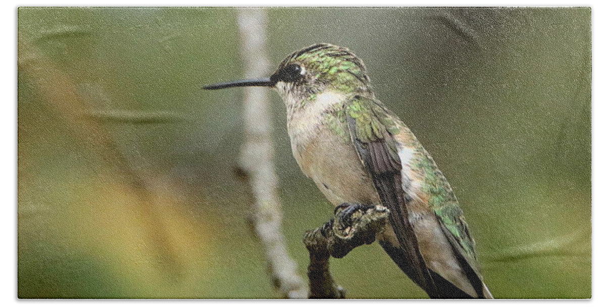 Nature Beach Sheet featuring the photograph Female Ruby-Throated Hummingbird on Branch by Sheila Brown
