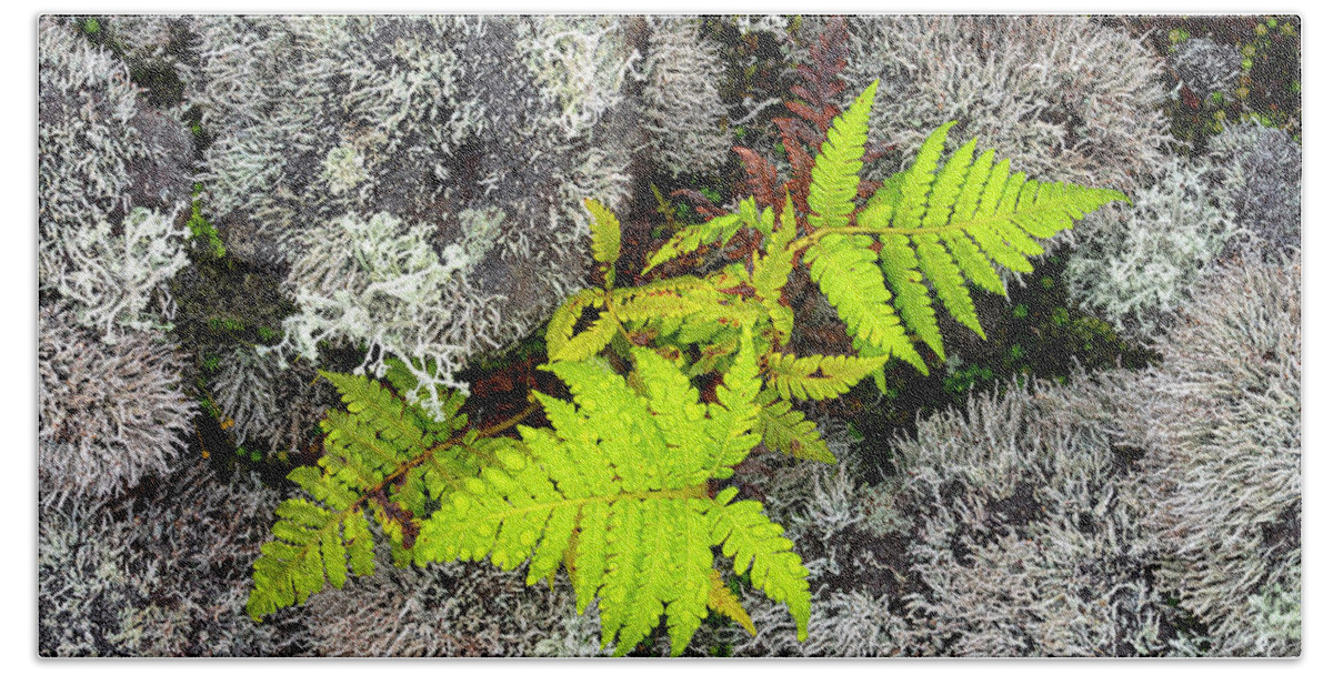 Fern Beach Towel featuring the photograph Fern and Lichen by Christopher Johnson