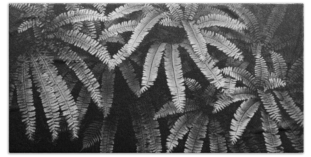 Black And White Beach Sheet featuring the photograph Fern and Shadow by Steven Clark