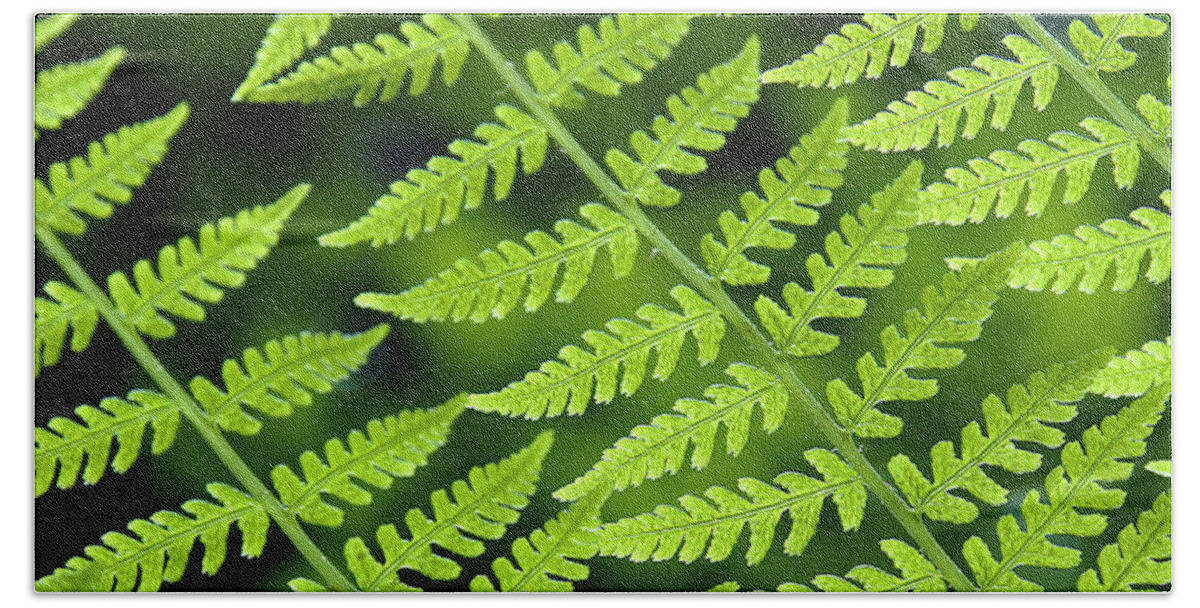 Fern Beach Towel featuring the photograph Fern Branches by Ted Keller