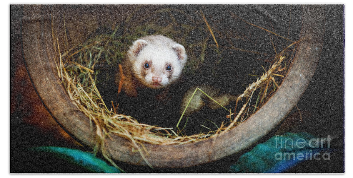 Ferret; Polecat; White; Breed; Gorgeous; Mammal; View; Brown; Beast; Shot; Creature; Carnivore; Male; People; Mustela; Furo; One; Posing; Fluffy; Fuzzy; Portrait; Hunter; Cute; Beige; Funny; Reaching; Putorius; Young; Predator; Playful; Ratter; Attentive; Looking; Furry; Background; Nature; Pet; Alone; Vertebrate; Animal Beach Towel featuring the photograph Ferret home in flower pot by Simon Bratt