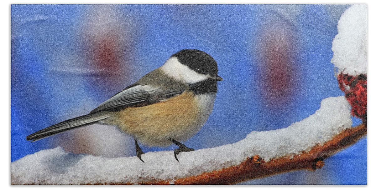 Black-capped Chickadee Beach Towel featuring the photograph Festive Chickadee by Tony Beck
