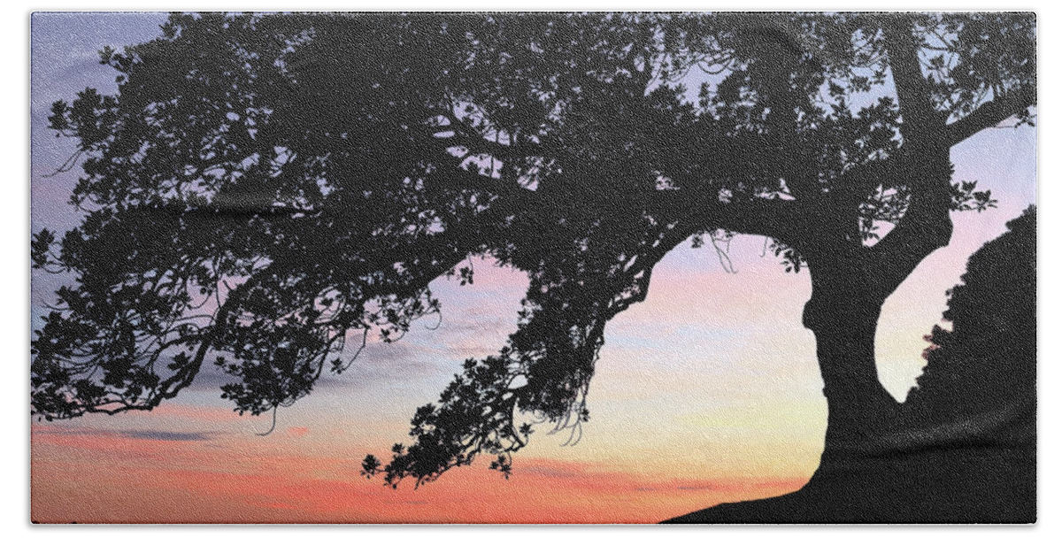 Fig Beach Towel featuring the photograph Fig Tree Silhouette by Nicholas Blackwell