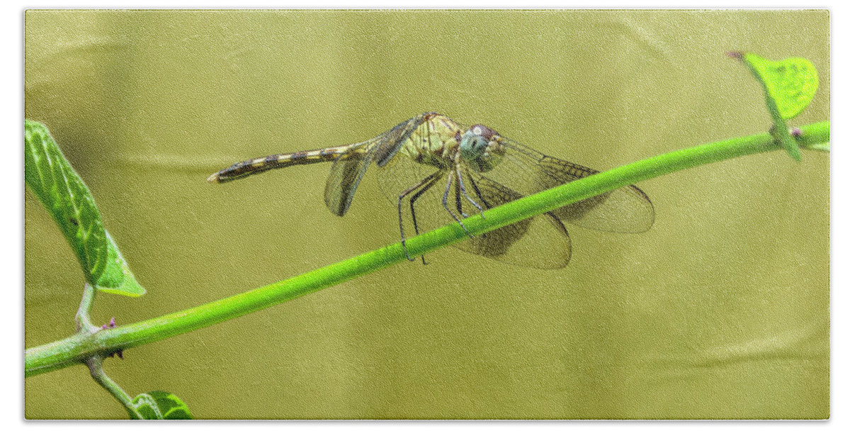 Dragonfly Beach Towel featuring the photograph Fighting the wind by Wolfgang Stocker