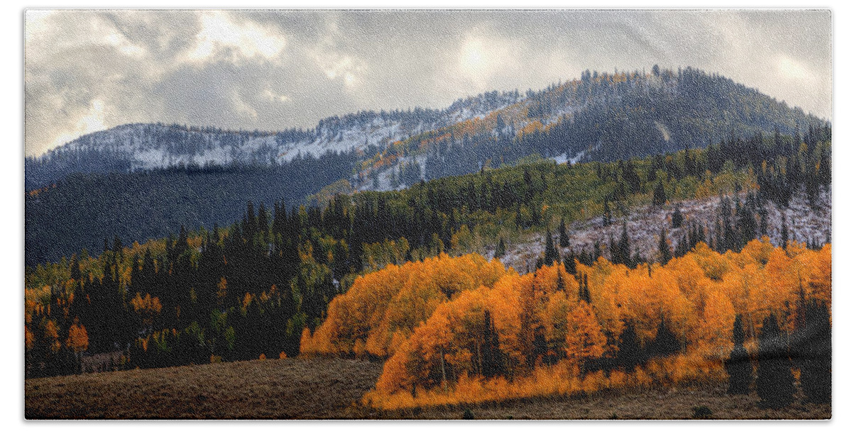 Aspens; Autumn; Changing Seasons; Colors; Fall; Firefall; Landscape; Leaves; Logan Canyon; Mountains; Northern Utah; Snow; Wasatch Mountains; Yellow; Beach Towel featuring the photograph Firefall by David Andersen