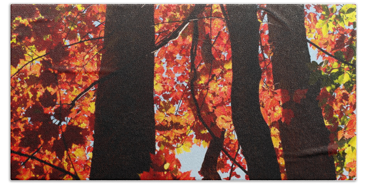Nature Beach Towel featuring the photograph Firey Autumn Color by Dorothy Lee
