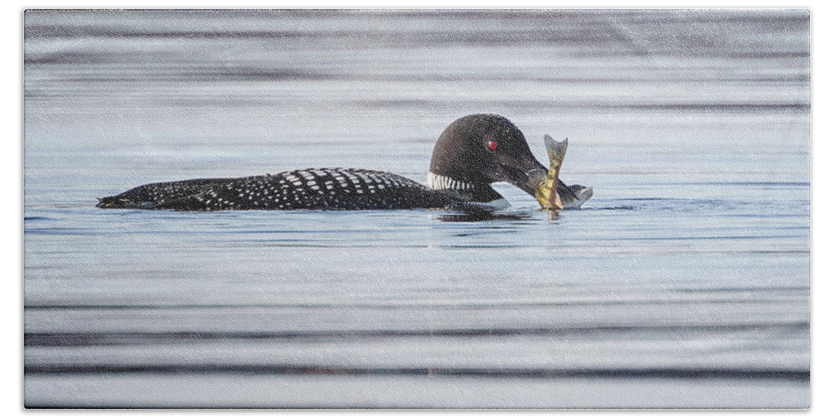 Loon Beach Towel featuring the photograph Fish For Lunch by Bill Wakeley