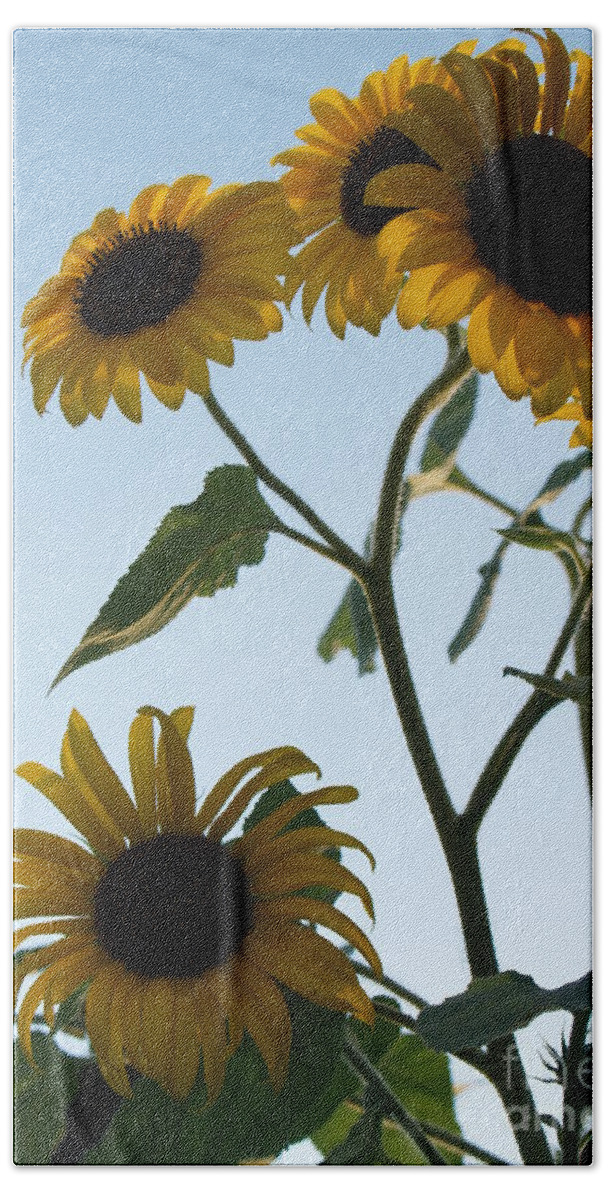 Sunflower Beach Towel featuring the photograph Five Sunflowers to the Sky by Anna Lisa Yoder