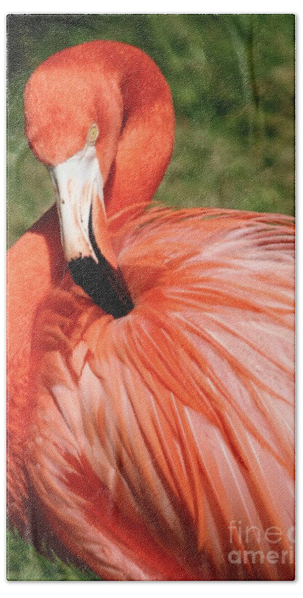 Flamingo Beach Sheet featuring the photograph Flamingo at the Park 1 by Sheryl Unwin