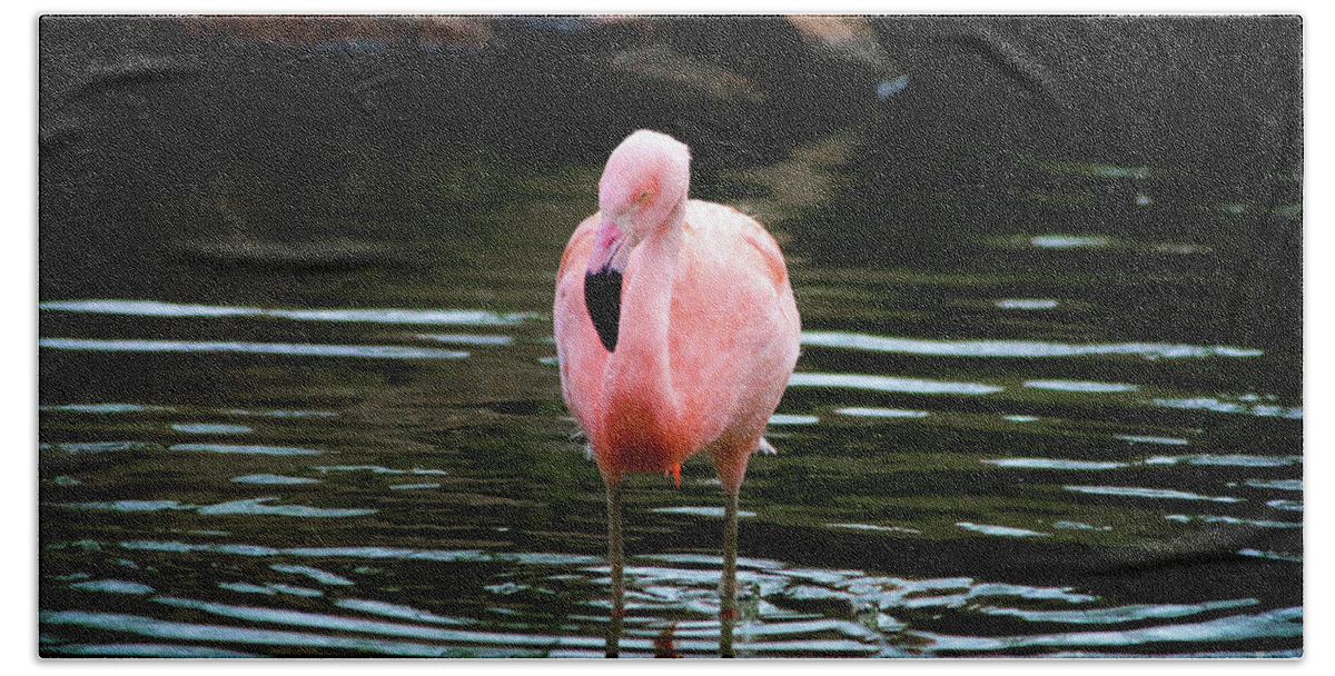 Flamingo Beach Towel featuring the photograph Flamingo in Water by Veronica Batterson