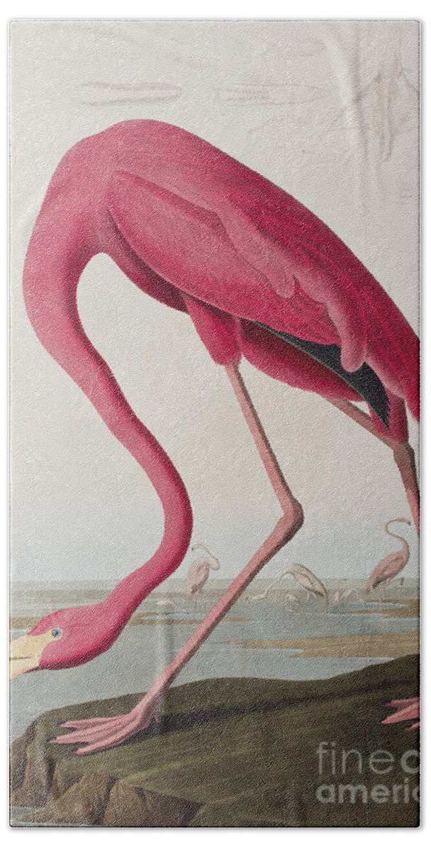 Flamingo Beach Towel featuring the painting Flamingo by John James Audubon