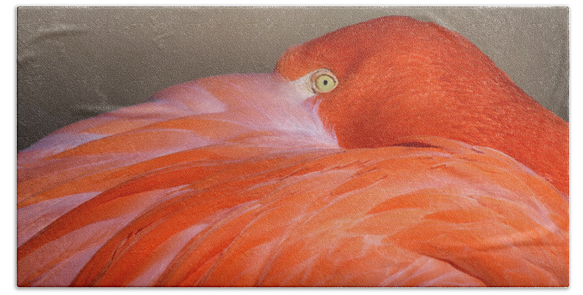 Flamingo Beach Sheet featuring the photograph Flamingo by Michael Hubley