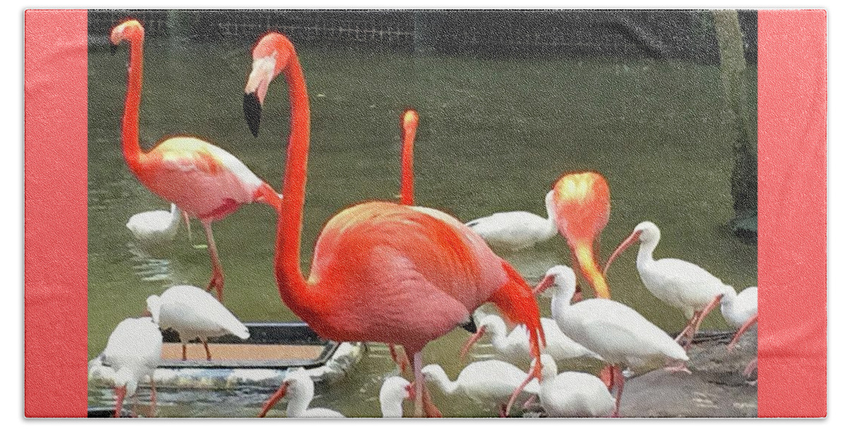Flamingo Beach Towel featuring the photograph Flamingo Party by Beth Saffer