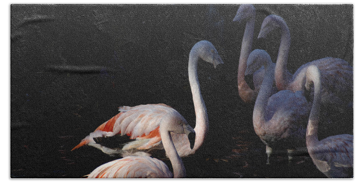 Flamingo Beach Towel featuring the photograph Flamingo Study - 2 by DArcy Evans