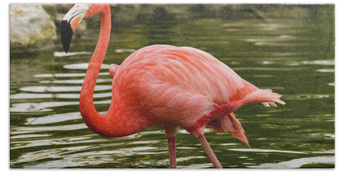 Flamingo Beach Towel featuring the photograph Flamingo Wades by Nicole Lloyd