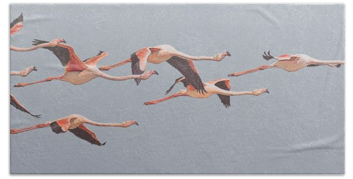 Wildlife Paintings Beach Towel featuring the painting Flamingos in Flight by Alan M Hunt