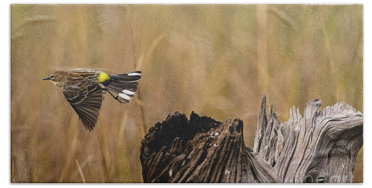 Warbler Beach Towel featuring the photograph Flight Of The Driftwood Butterbutt by DB Hayes