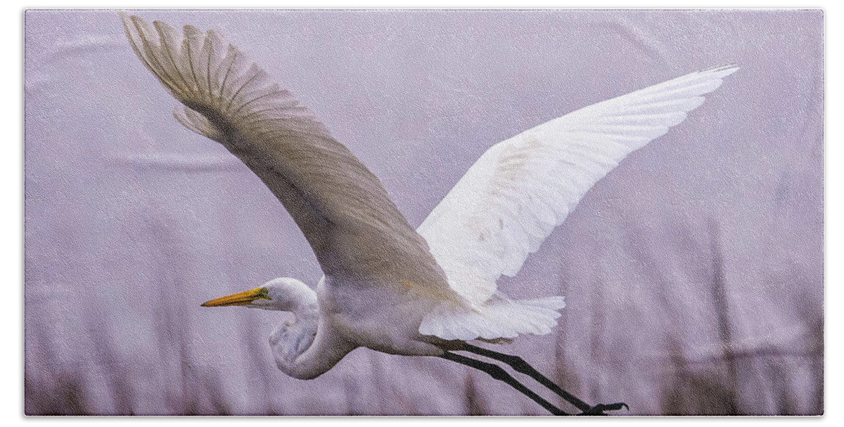 Egret Beach Towel featuring the photograph Flight Of The Great Egret by DB Hayes