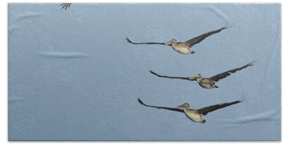 Pelican Beach Towel featuring the photograph Flock of Brown Pelicans by Bradford Martin