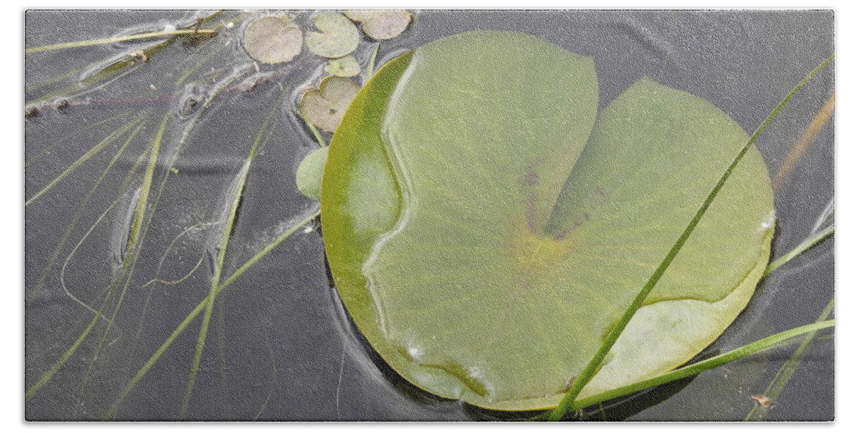 Lily Pad Beach Towel featuring the photograph Flooded Pad by Betty-Anne McDonald