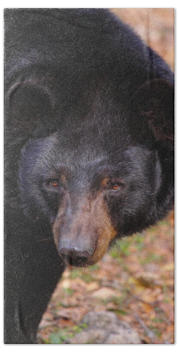 Bears Beach Sheet featuring the photograph Florida Black Bear by Bruce J Robinson