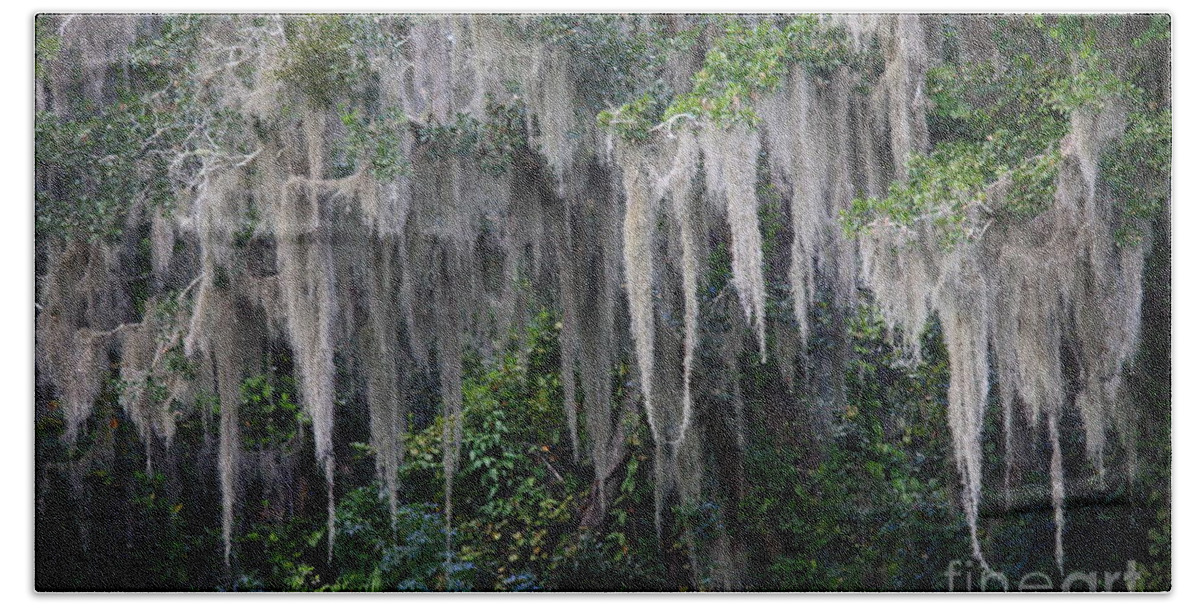 Spanish Moss Beach Towel featuring the photograph Florida Mossy Tree by Carol Groenen